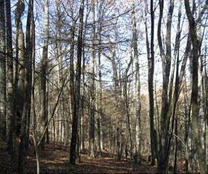 Death of hemlock trees yields new life for hardwood trees, but at what cost to the ecosystem?