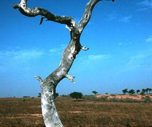 Senegalese villagers vow to fight biofuels project