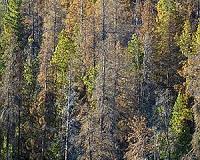 Getting at the root of the mountain pine beetle's rapid habitat expansion and forest