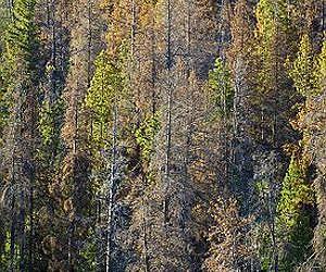 USDA Grant Aims to Convert Beetle-Killed Trees into Biofuel