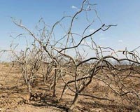 Iran risks losing 70% of farmlands: environment chief