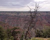 Trees' internal water pipes predict which species survive drought