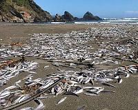 Wave of dead sea creatures hits Chile's beaches