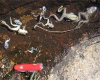 Details Of Historic Mass Extinction Of Amphibians