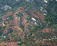 How much drought can a forest take?