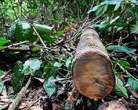 Borneo loggers swap chainsaws for cheap healthcare