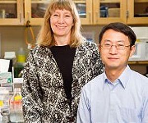 Newly discovered plant structure may lead to improved biofuel processing