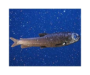 Study: New drugs may come from deep ocean