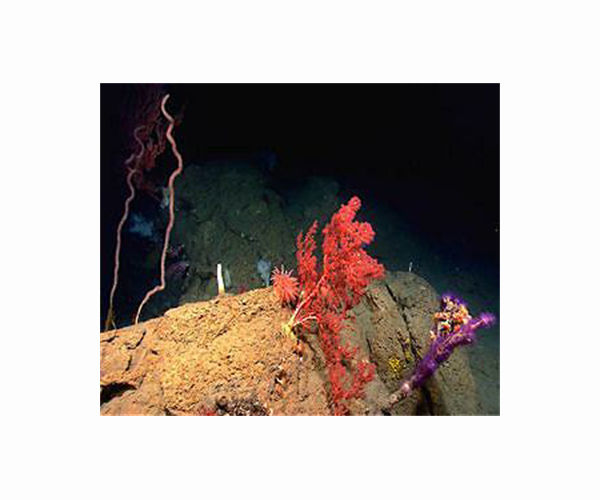 Climate change threatens three key stony corals, Atlantic reef ecosystems