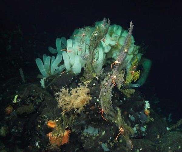 Restoring sea floor after mining may not be possible, researchers warn