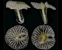 New deep sea mushroom-shaped organisms discovered