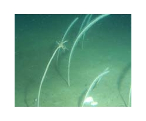 New Research Into The Deep Ocean Floor Yields Promising Results For Microbiologists