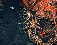 Deep-Sea Species' Loss Could Lead To Oceans' Collapse