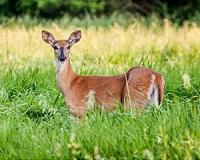 Deer proliferation disrupts a forest's natural growth