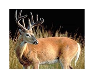 A new birth control vaccine helps reduce urban deer damage
