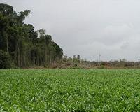 Clearing wild vegetation doesn't improve crop health