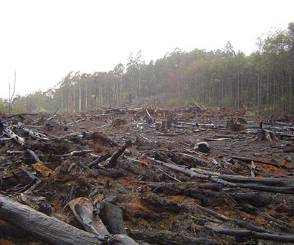 World 'failing' on pledge to stop deforestation by 2030