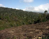 Madagascar hillsides stripped bare as locals seek land