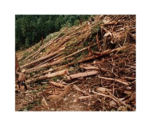 Rich countries up deforestation aid to 4 billion dollars