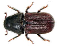 Beetles may doom Canada's carbon reduction target: study