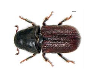 Pine beetle turns trees to carbon emitters