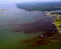 VIMS reports intense and widespread algal blooms