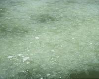 Scientists help power plants predict jellyfish invasions