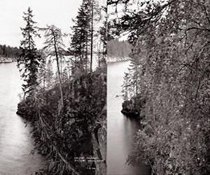 Higher density means world forests are capturing more carbon