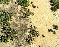Researchers find microbial heat islands in the desert