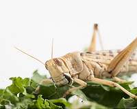 Crunch time for food security