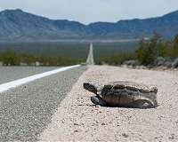 Slow, steady tortoise beats speedy hare in real life, study shows