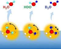 The impact of molecular rotation on a peculiar isotope effect on water hydrogen bonds