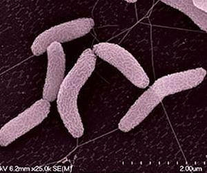 Unexpected microbes fighting harmful greenhouse gas