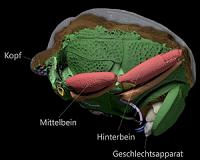 Fossils turn out to be a rich source of information