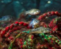 Scientists find genes driving Bahama pupfish specialization