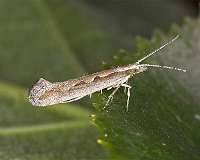 First release of genetically engineered moth could herald new era of crop protection