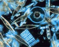 Decline Of Carbon Dioxide-Gobbling Plankton Coincided With Ancient Global Cooling