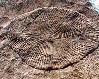 Fat from 558 million years ago reveals earliest known animal
