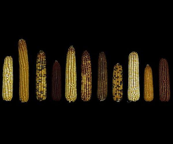 US requests consultations with Mexico over anti-GMO policy