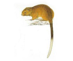 Rat thought extinct found in Philippines