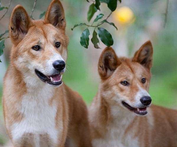 Dingo cull rejected after attacks at Australian island