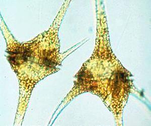The astounding genome of the dinoflagellate