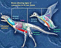 Doubting The Dinosaur-Bird Connection