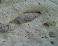 Diverse array of dinosaur tracks mark Australia's 'Jurassic Park'