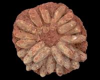 Eggshell porosity and extinct archosaurs nests
