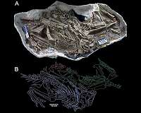New dinosaur discovery suggests new species roosted together like modern birds