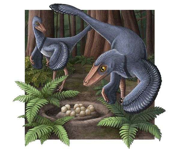 Analysis of dinosaur eggshells: bird-like Troodon laid 4 to 6 eggs in a communal nest