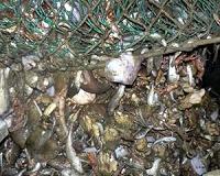 English Channel fisherman scraping the bottom of the barrel