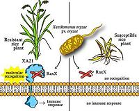 Rice disease-resistance discovery closes the loop for scientific integrity