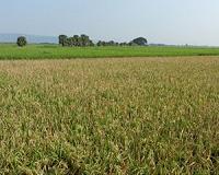 Trigger found for defense to rice disease